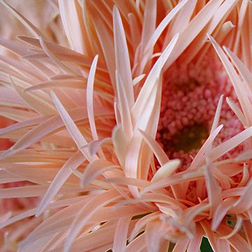 Petals No.20