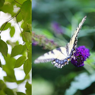 Nature's Bliss