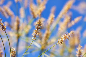 Sunrush