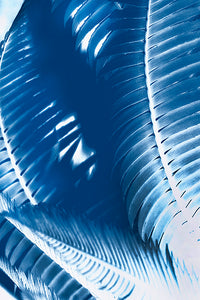Fern No1