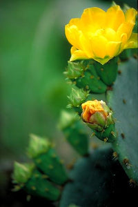 South Texas Yellow II