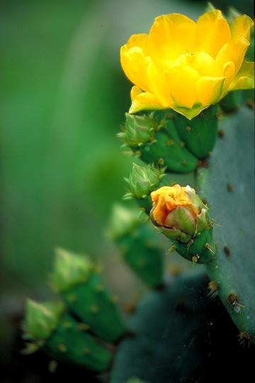 South Texas Yellow II