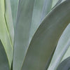 Agave Abstract II