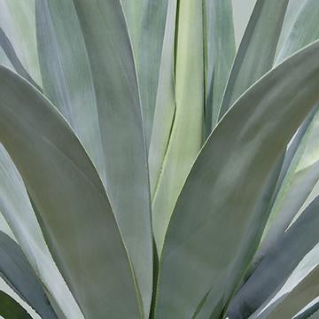 Agave Abstract III