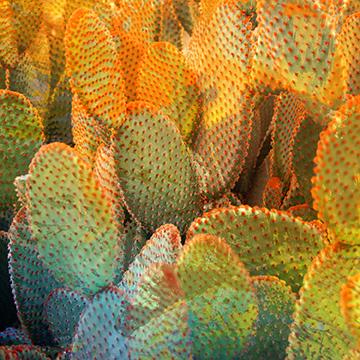 Cacti Sunrise Sq