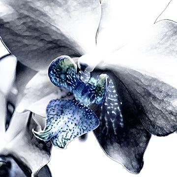 Orchid Bleu
