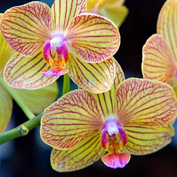 Orchid Bliss