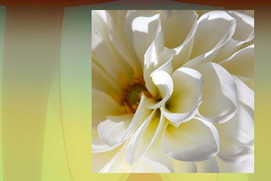 The Gift-Dahlia