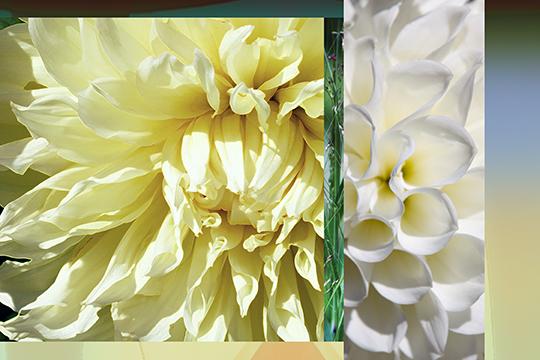The Gift-Floral Texture