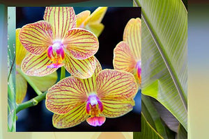 The Gift-Orchids
