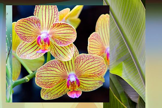 The Gift-Orchids