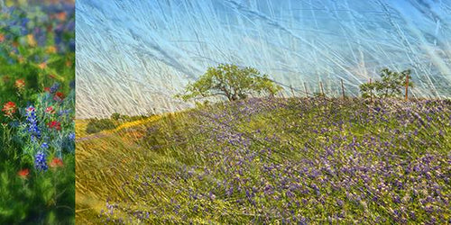 A Texas Spring