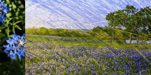 Ponies In Bluebonnets