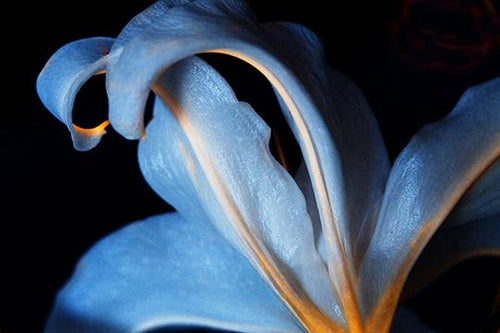 Cerulean Sanctuary Twirls