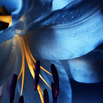 Cerulean Sanctuary - Dream