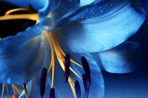 Cerulean Sanctuary III