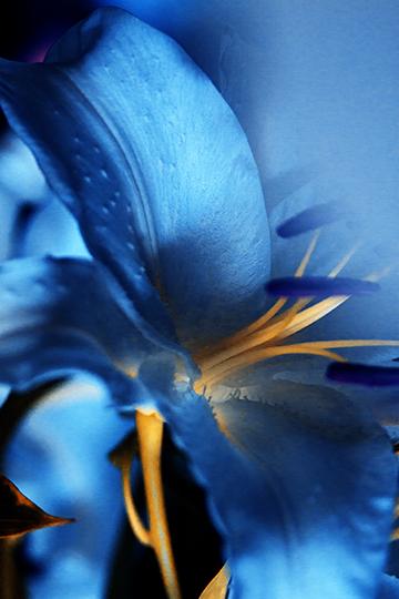 Cerulean Sanctuary II