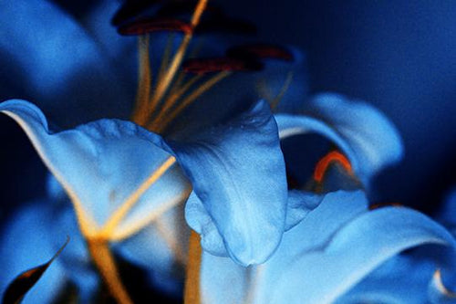 Cerulean Sanctuary V