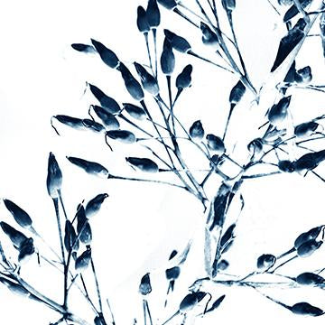 Bleu Wish III