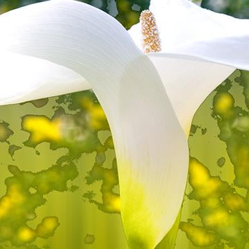 Calla Lily