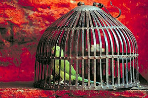 Varanasi Temple Bird