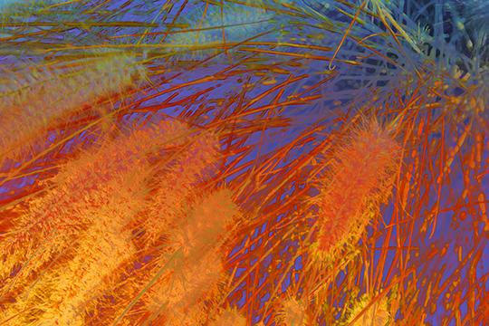 Painted Grass