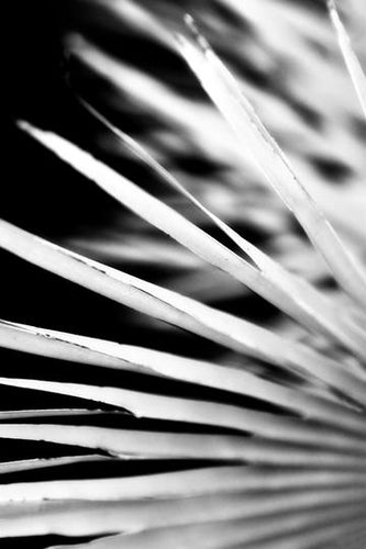 Botanical Classics II