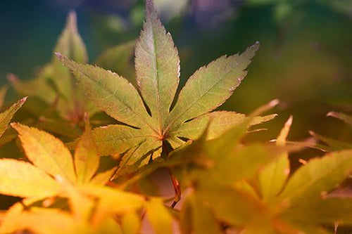 Rock Concert Maple