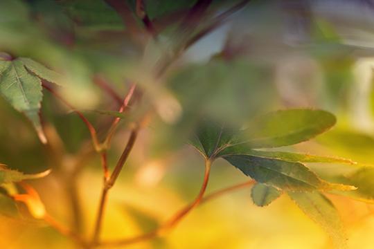 Japanese Maple Study II