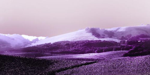 Purple Velvetine