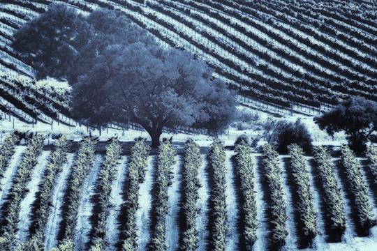 Moonlit Vineyard