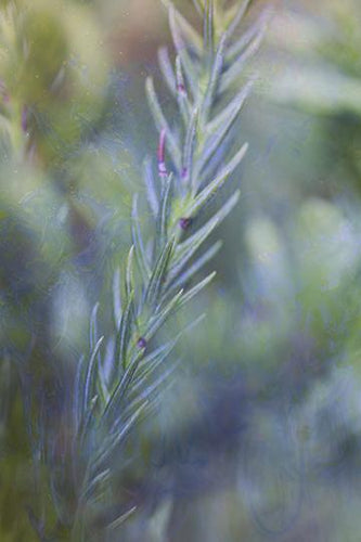 Rosemary Dearest