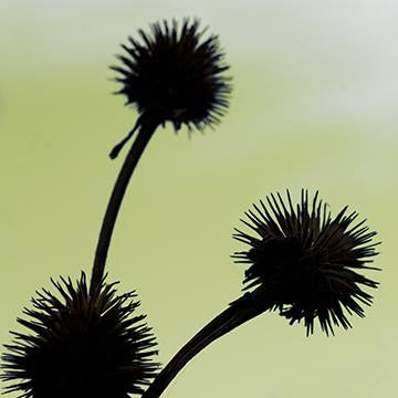 Misbehaving Thistles