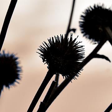 Misbehaving Thistles II