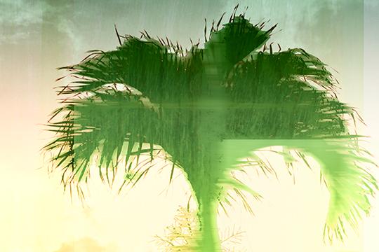 Palmier Vert