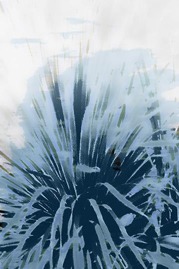 Yucca Study