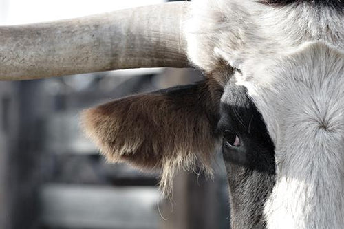 Pima the Longhorn II