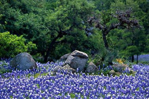Bluebonnets #2