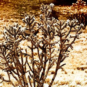 Prickly