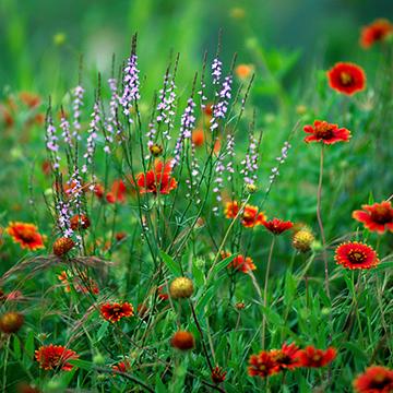 Heaven's Meadow