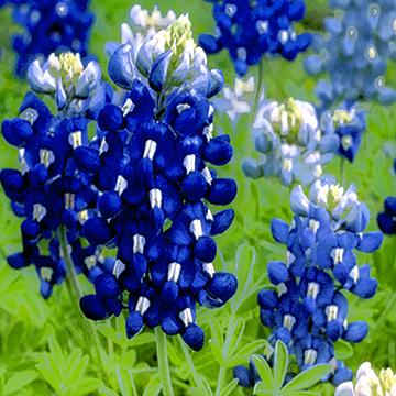 Painting a Bluebonnet