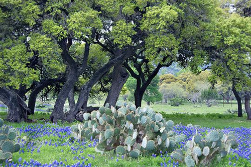 A Texas Spring II
