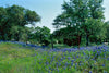 A Texas Spring